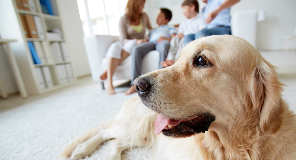 Pet-Friendly Hotel Napa Valley